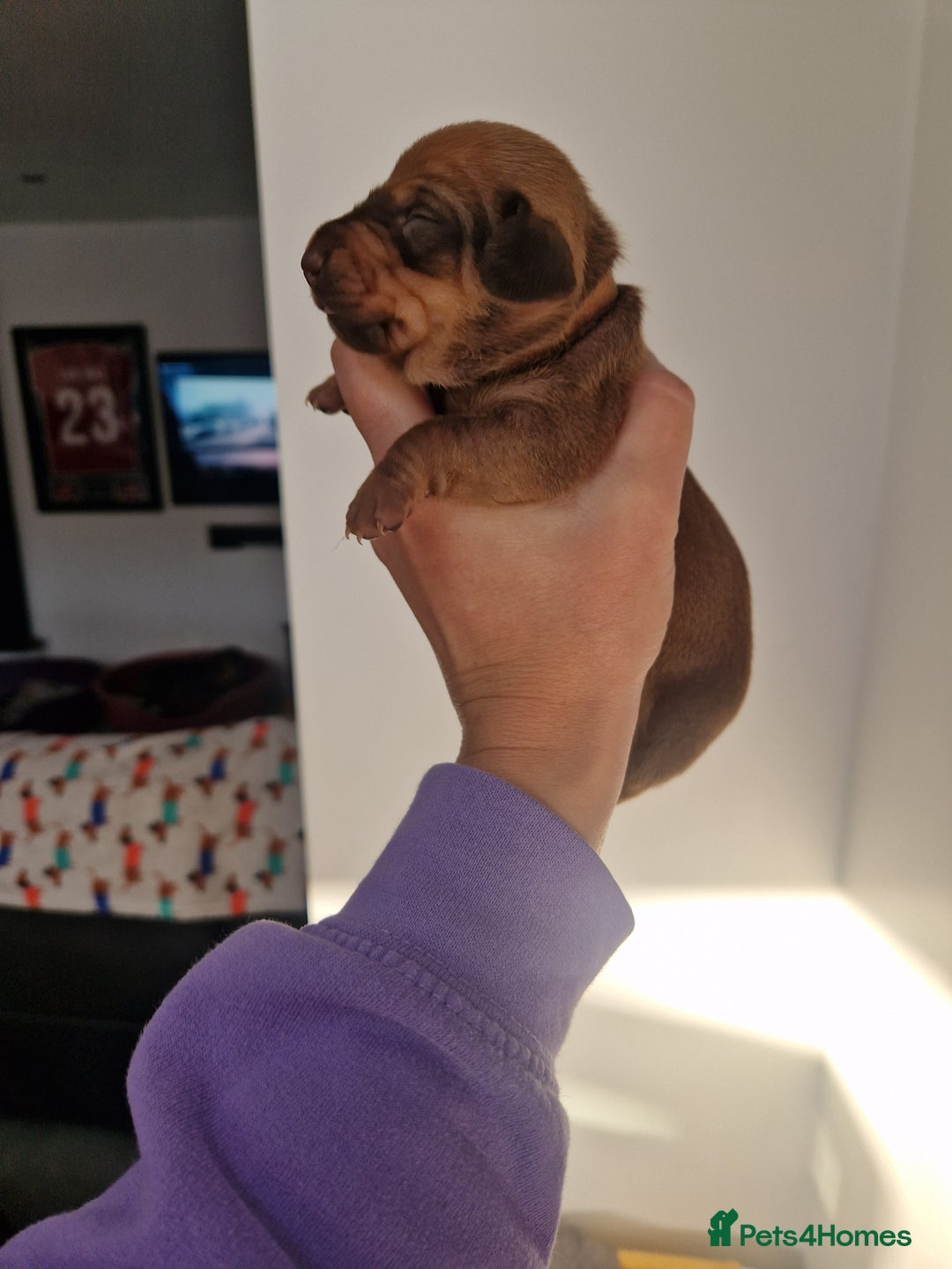 Dachshund dogs for sale: Littre of 7 Dachshund puppies - Image 11