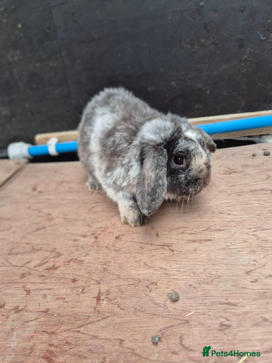 Guinea Pig rodents for sale: Guinea Piggies looking for new homes - Advert 6