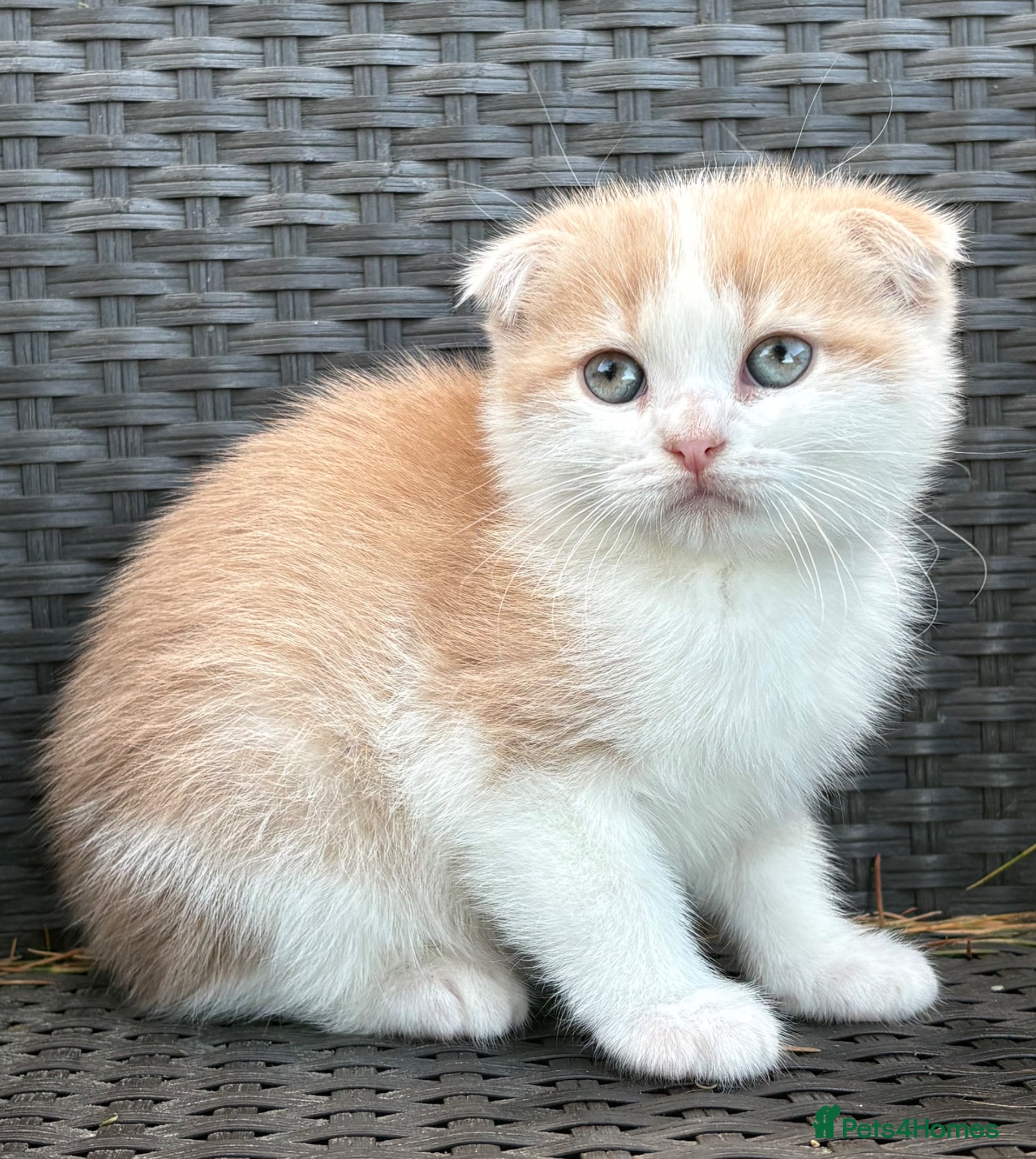 Scottish Fold cats Scottish fold kittens boys - Advert 4
