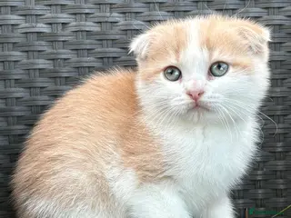 Scottish Fold cats Scottish fold kittens boys - Advert 4