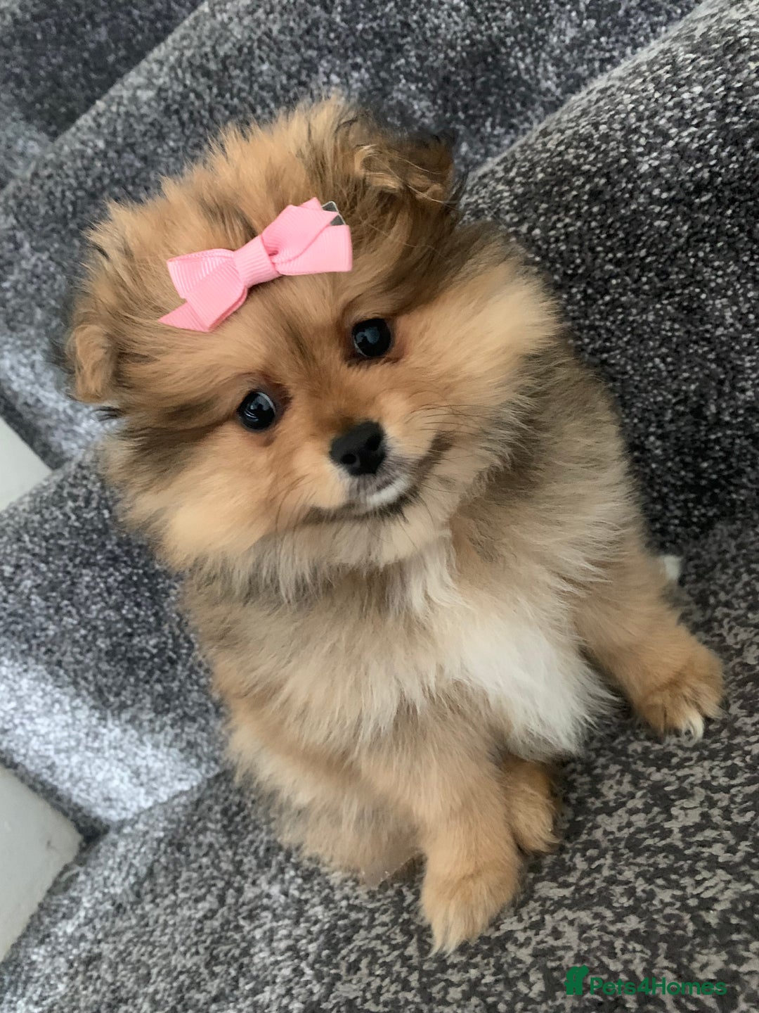 Pomeranian dogs for sale: Pomeranian girl  - Image 2