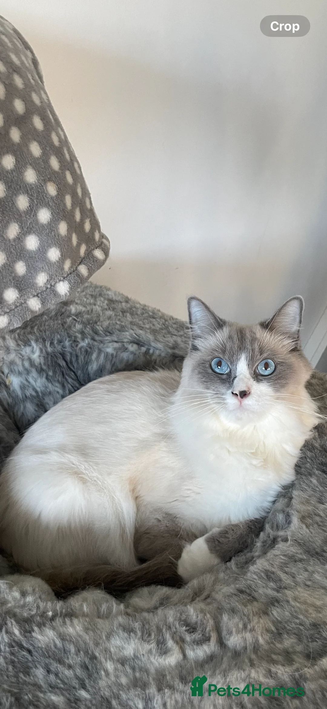 Ragdoll cats for sale: 2 female ragdolls for sale  - Advert 1