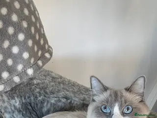 Ragdoll cats 2 female ragdolls for sale - Advert 1