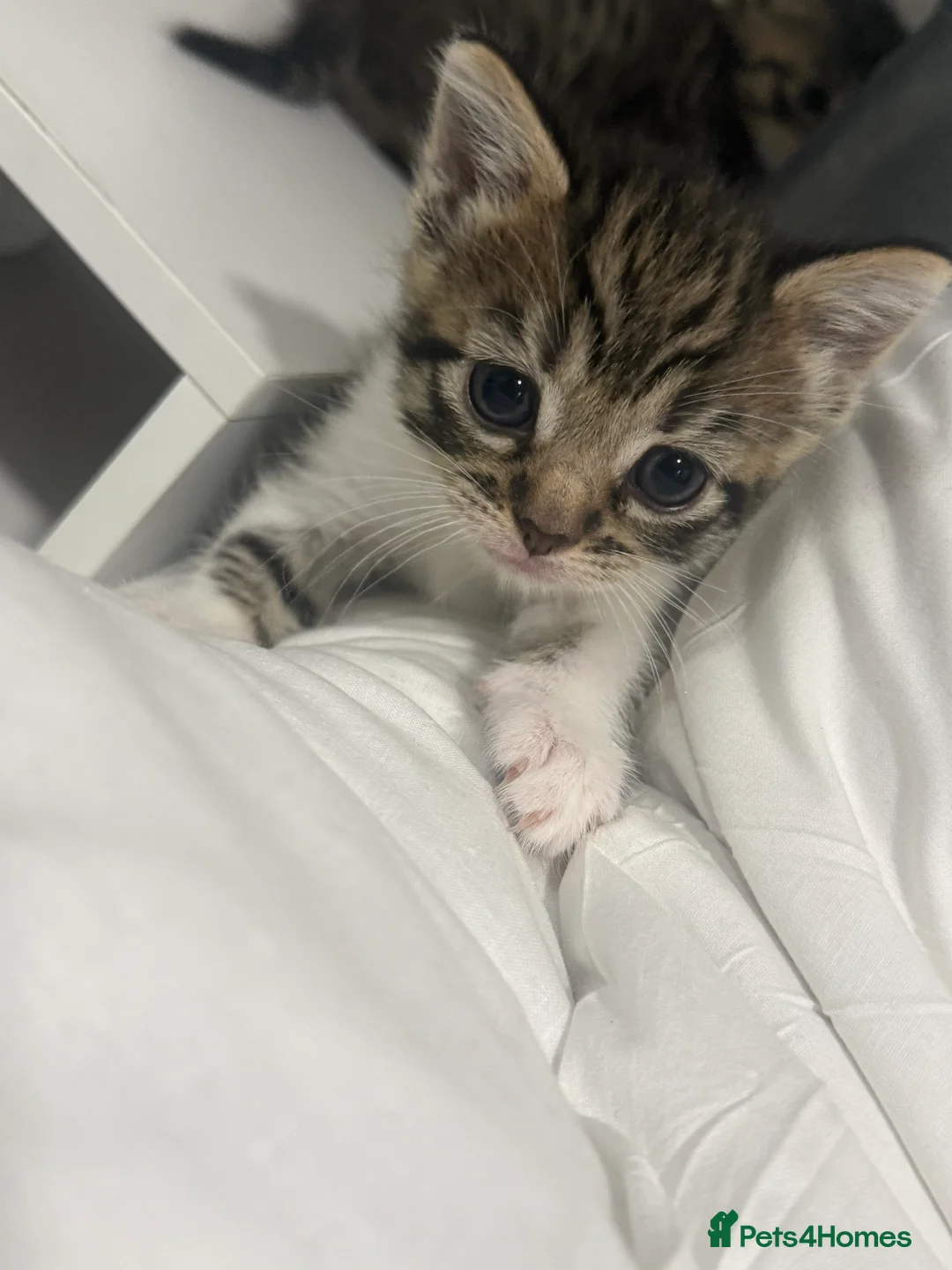 Mixed Breed cats for sale: Baby kittens  in Wigan - Advert 2