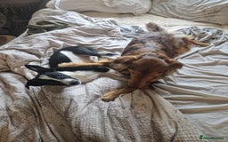 Mixed Breed dogs for sale: Beautiful Rough Collie/Border Collie puppies.  in Towcester - Image 17