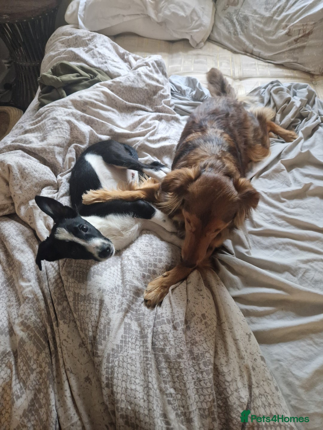 Mixed Breed dogs for sale: Beautiful Rough Collie/Border Collie puppies.  in Towcester - Image 17
