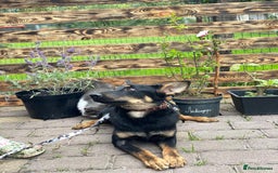 Mixed Breed dogs for adoption: 💙🐶 OLCHIK 🐶💙 - Image 8