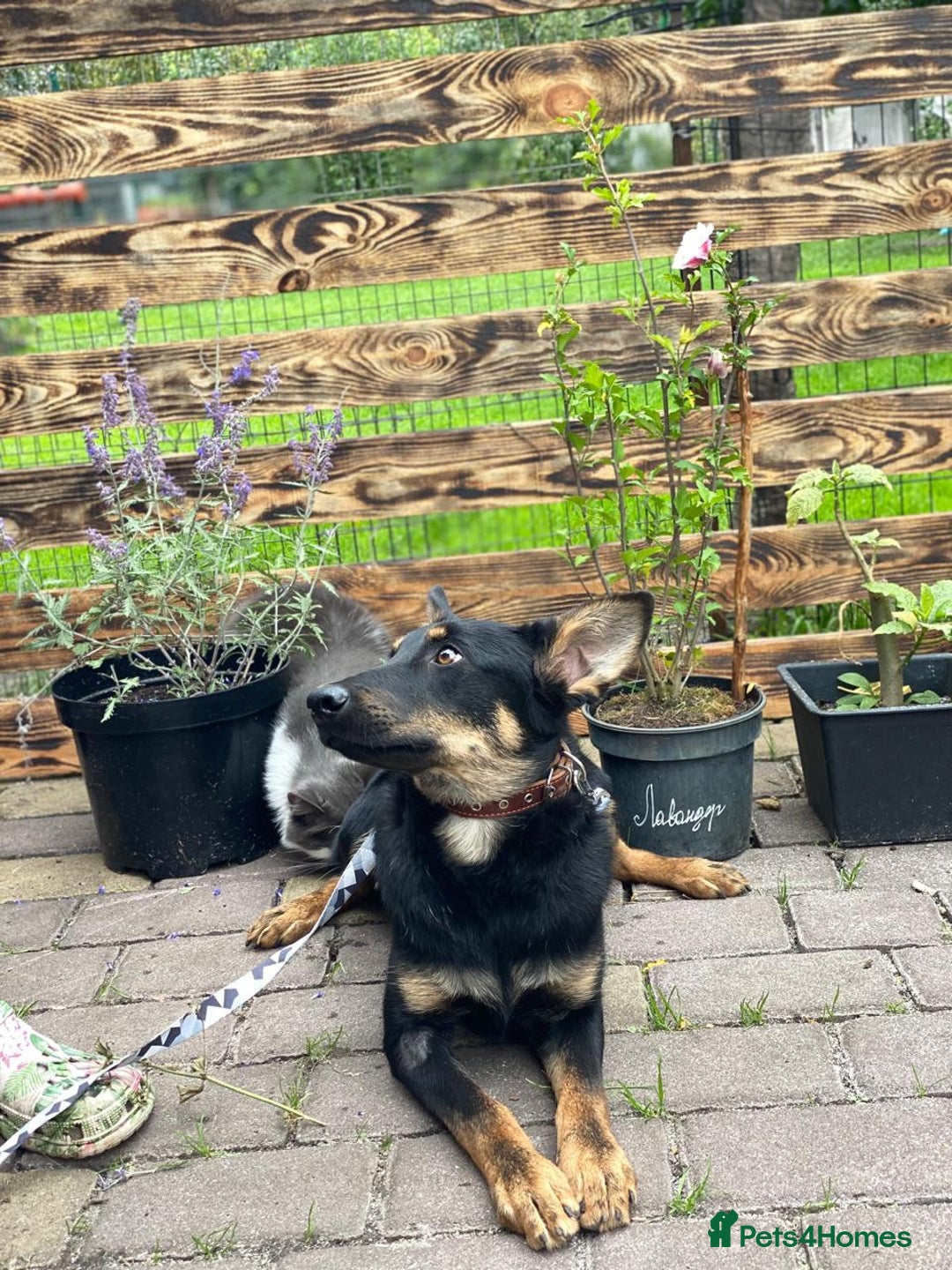 Mixed Breed dogs for adoption: 💙🐶 OLCHIK 🐶💙 - Image 8