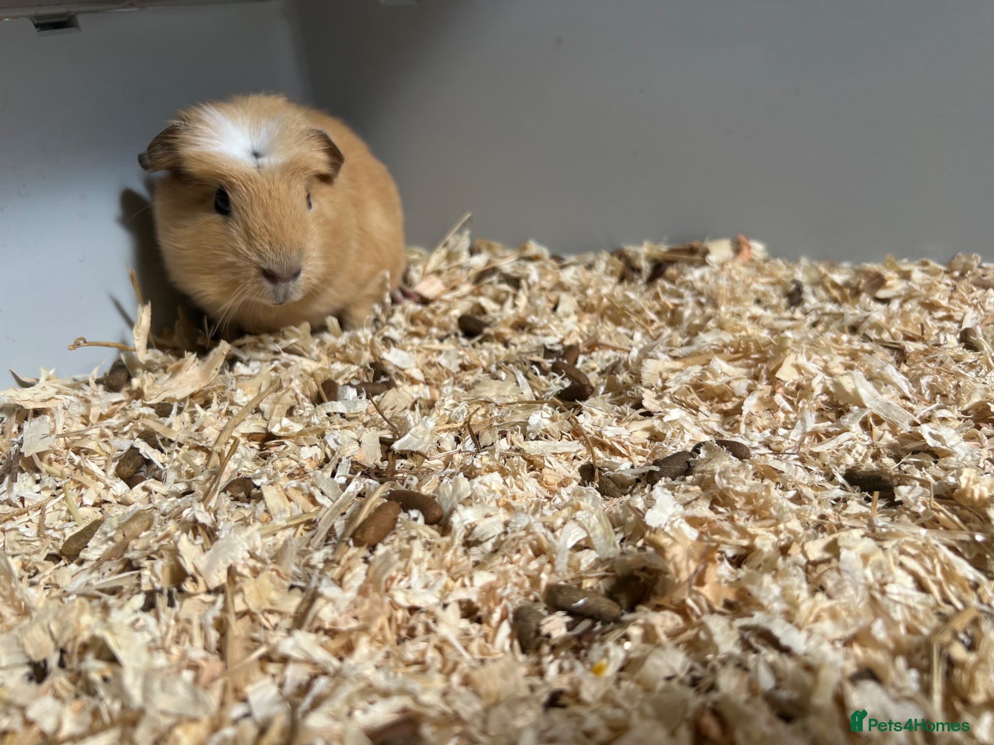 Guinea Pig rodents for sale: Free guinea pigs - Advert 1