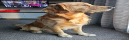 Golden Retriever dogs for stud: KC Registered Golden Retriever Stud Dog DNA Tested - Advert 4