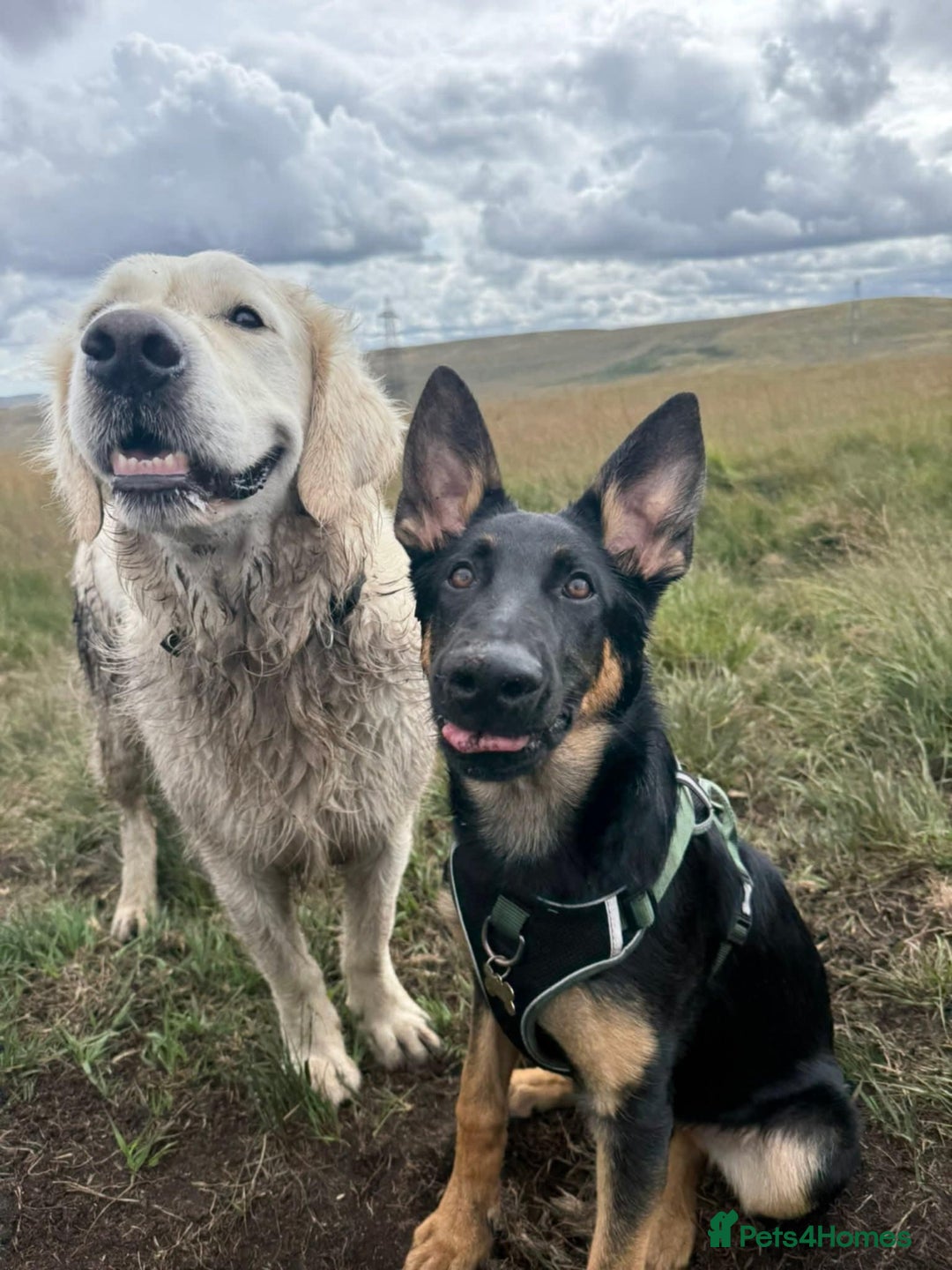 German Shepherd dogs for sale: German sherpard male puppy  - Advert 9