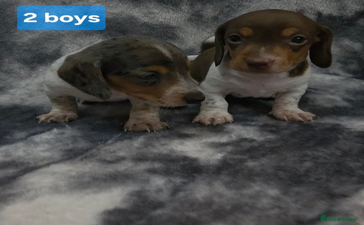 Miniature Dachshund dogs - Advert 6