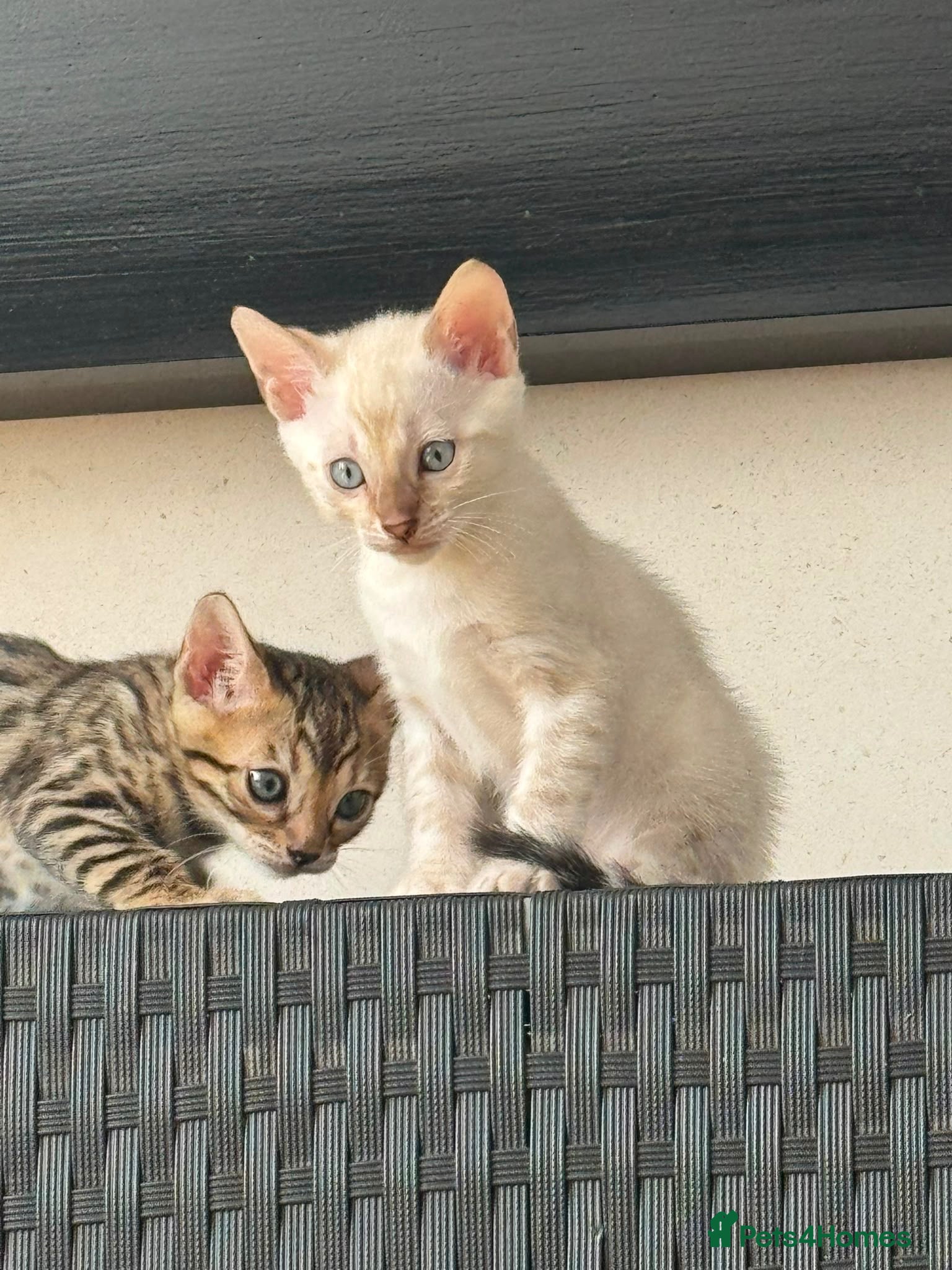 Bengal cats Bengal kittens - Advert 2