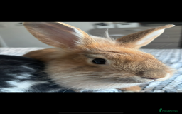 Lionhead rabbits for sale: 2 rabbits 10 months old  - Image 2