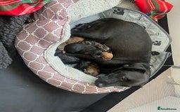 Mixed Breed dogs for sale: Beautiful boy  - Image 1