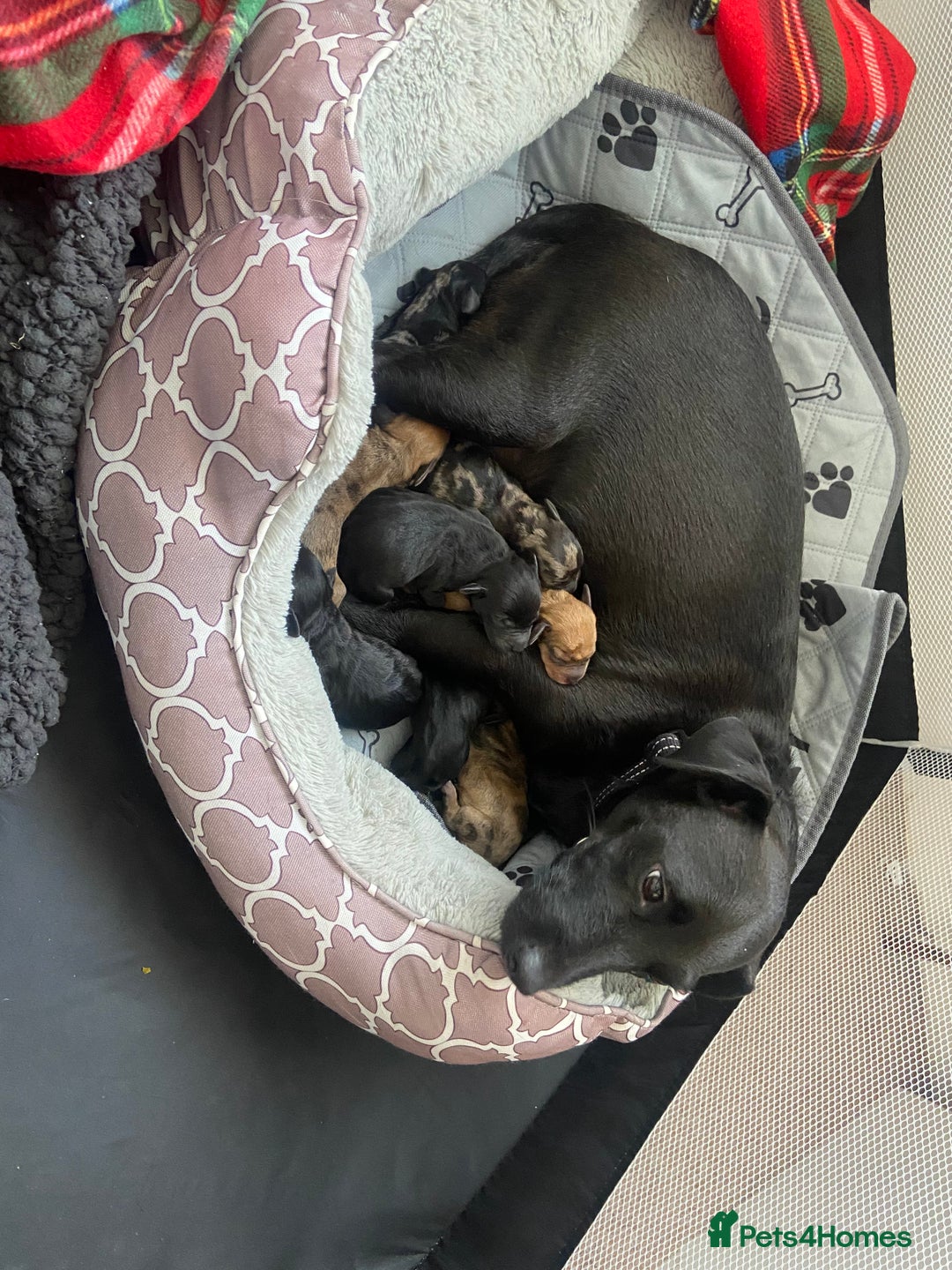 Mixed Breed dogs for sale: Beautiful boy  - Image 1