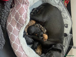 Mixed Breed dogs for sale - Advert 1