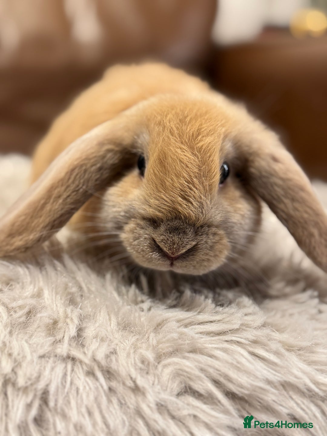 Dwarf Lop rabbits for sale: Baby rabbits - Advert 6