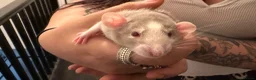 Rat rodents for sale: Adorable baby dumbo rats  - Advert 16