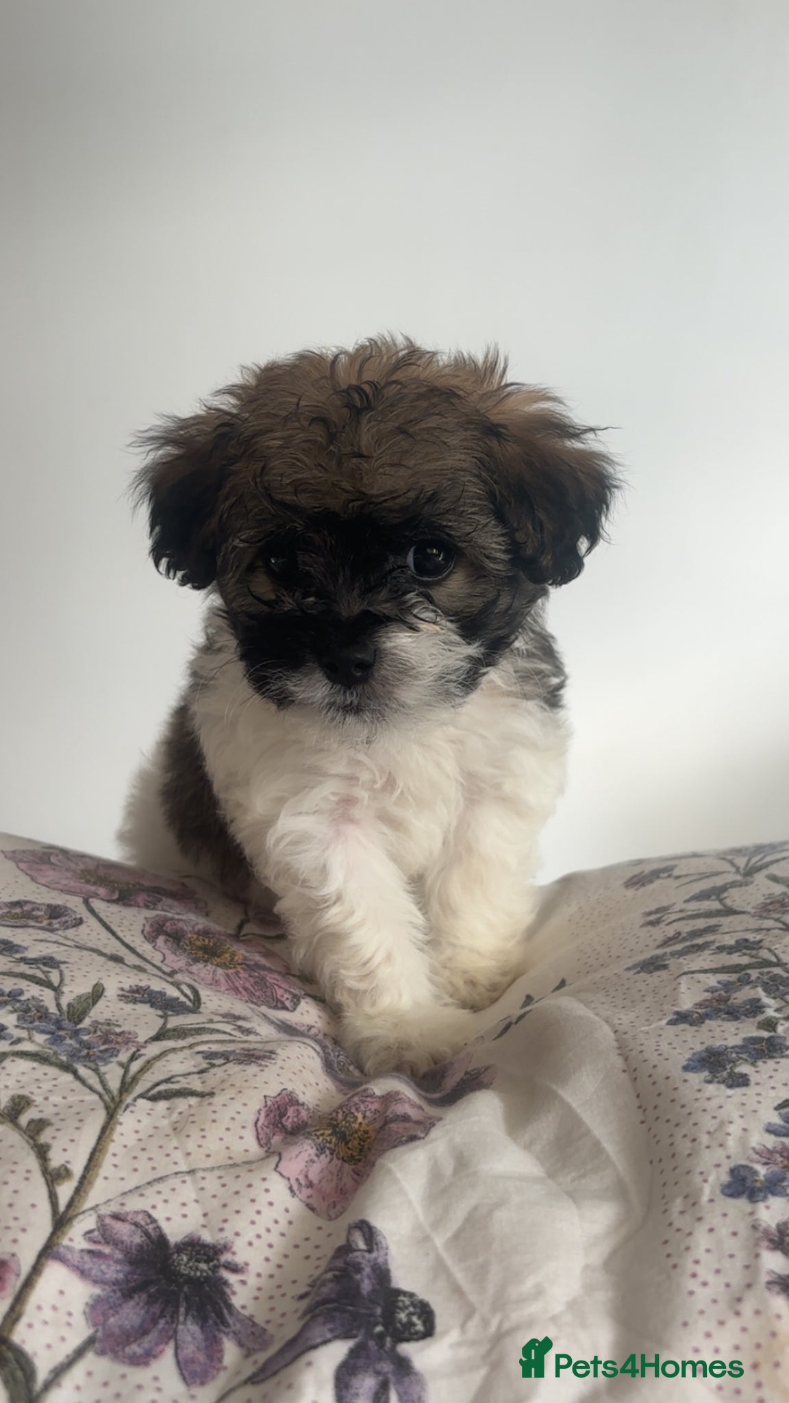 Shihpoo dogs Shihpoos  - Advert 6