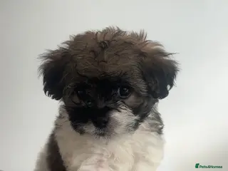 Shihpoo dogs Shihpoos - Advert 6