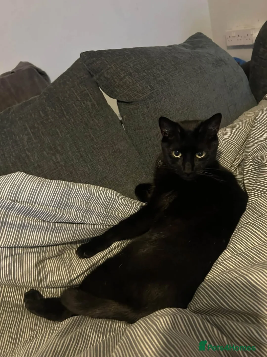 British Shorthair cats for sale: Cat for rehome in Leighton Buzzard - Advert 2