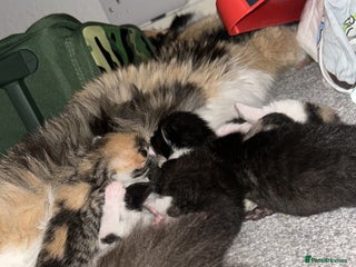 British Shorthair cats - Advert 15