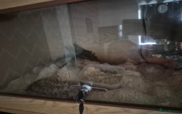 Corn Snake reptiles for sale: Cornsnakes and Mexican black king snake for sale  - Image 4