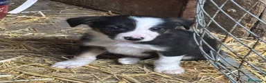 Border Collie 4