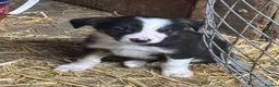 Border Collie dogs for sale: Ready Now - Border collie pups  - Advert 7