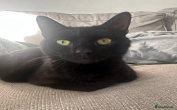 Bombay cats for sale: Bombay - Image 2