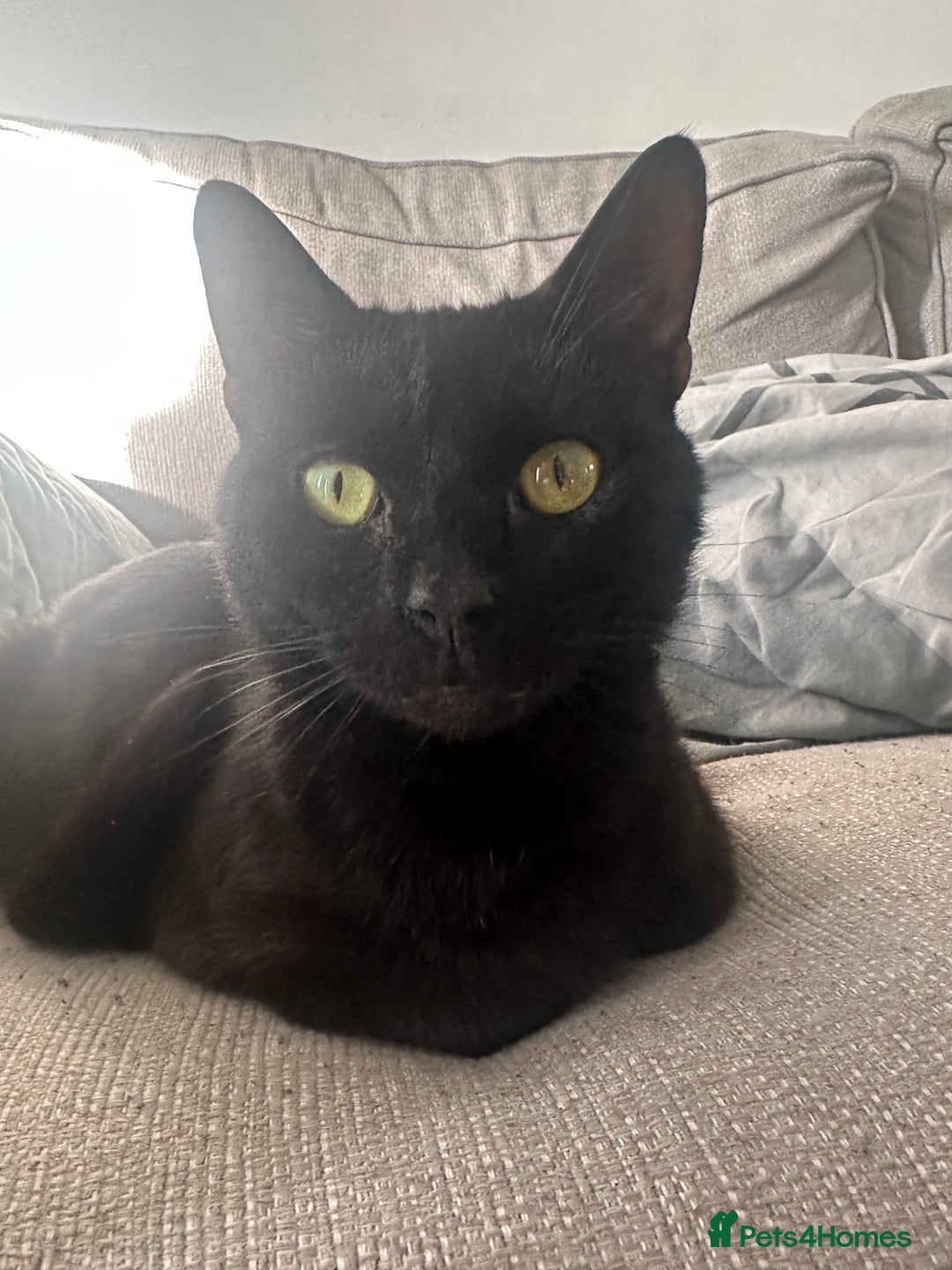 Bombay cats for sale: Bombay - Image 2