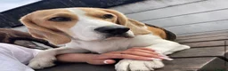 Beagle dogs for sale: KG Reg Scabs the beagle 16 months old - Advert 4