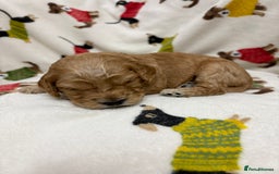 Cockapoo dogs for sale: Five Beautiful Cockerpoo Puppies  - Image 12