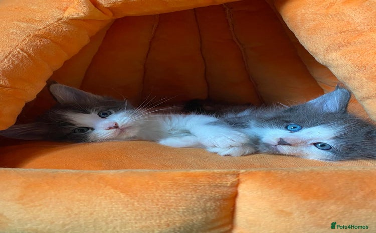 Maine Coon cats - Advert 3