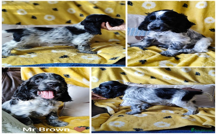 Cocker Spaniel dogs - Advert 9