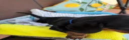Miniature Dachshund dogs for sale: A litter of 2 lovely dachshund pups - Advert 21