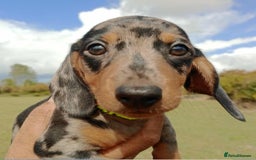 Miniature Dachshund dogs for sale: Stunning silver dapple miniature dachshunds  - Image 4