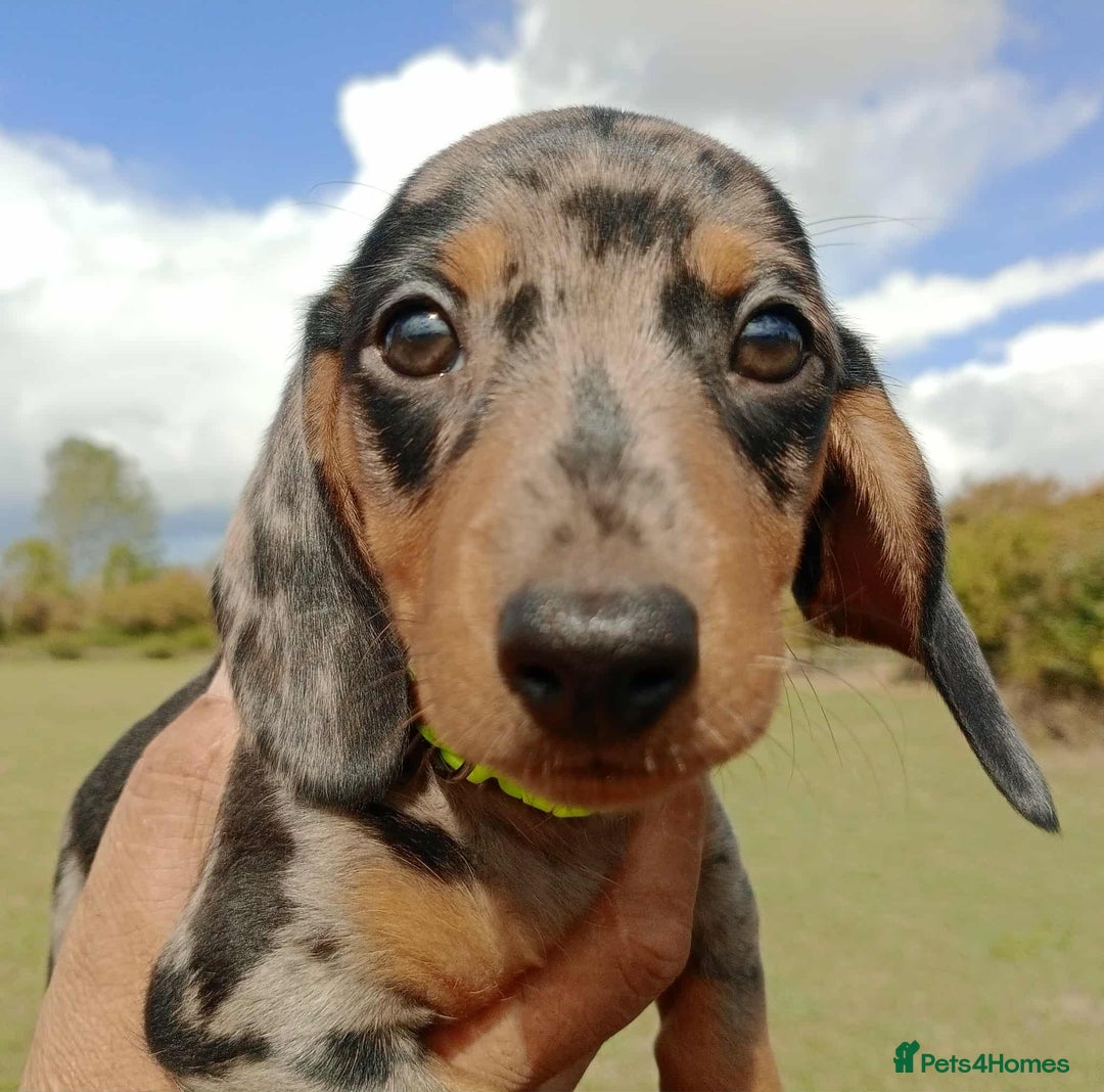 Miniature Dachshund dogs for sale: Stunning silver dapple miniature dachshunds  - Image 4