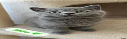 British Shorthair cats for sale: GCCF/TICA Registered British Shorthair Kittens - Advert 16