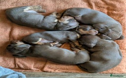 Miniature Dachshund dogs for sale: 5 beautiful chocolate and tan miniature dachshunds - Image 13