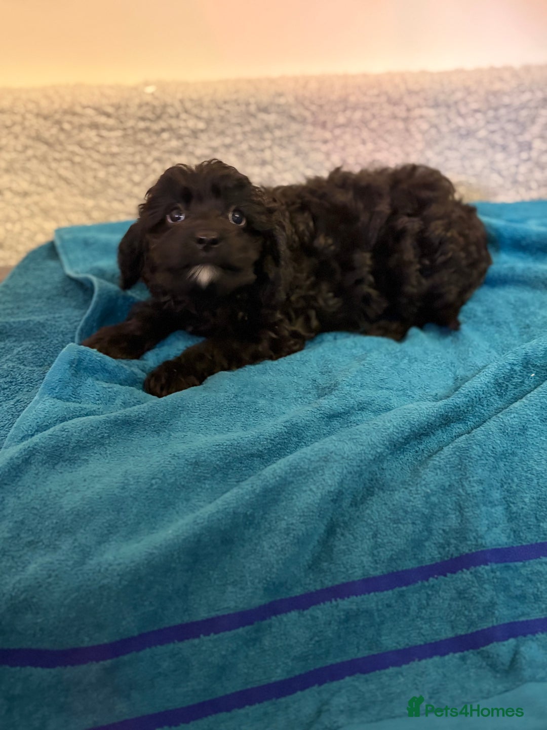 Cavapoo dogs for sale: F1 cavapoo  - Advert 12