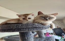 British Shorthair cats for sale: BSH boy - Image 7