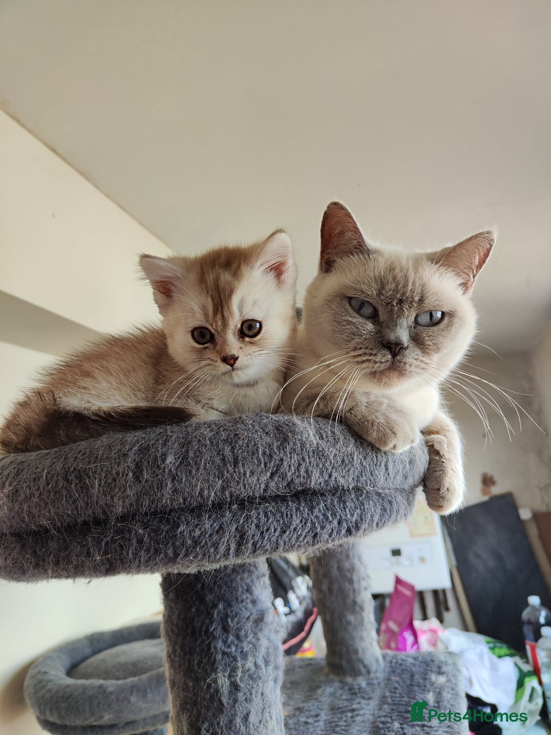 British Shorthair cats for sale: BSH boy - Image 7