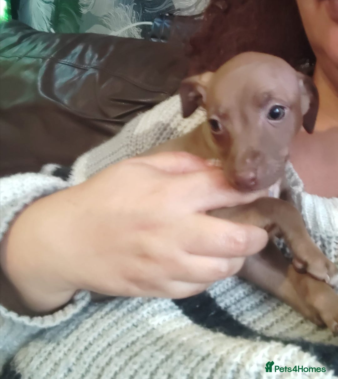 Italian Greyhound dogs for sale: Full bred Italian greyhound pups - Advert 2