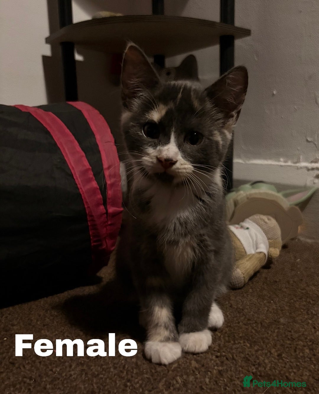 Mixed Breed cats for sale: Sphynx Varient Kittens - Advert 12