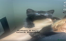 Mixed Breed cats for sale: Kittens for sale !!! - Image 7