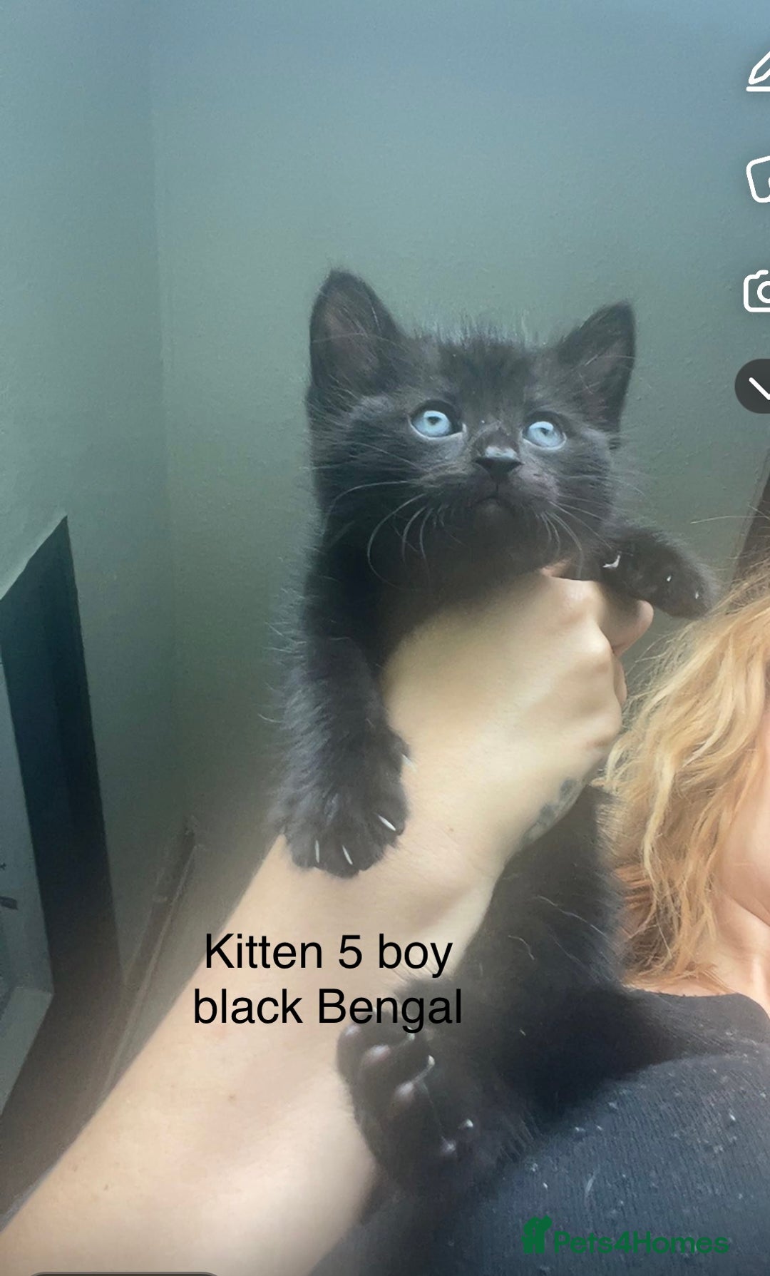 Mixed Breed cats for sale: Kittens for sale !!! - Image 7