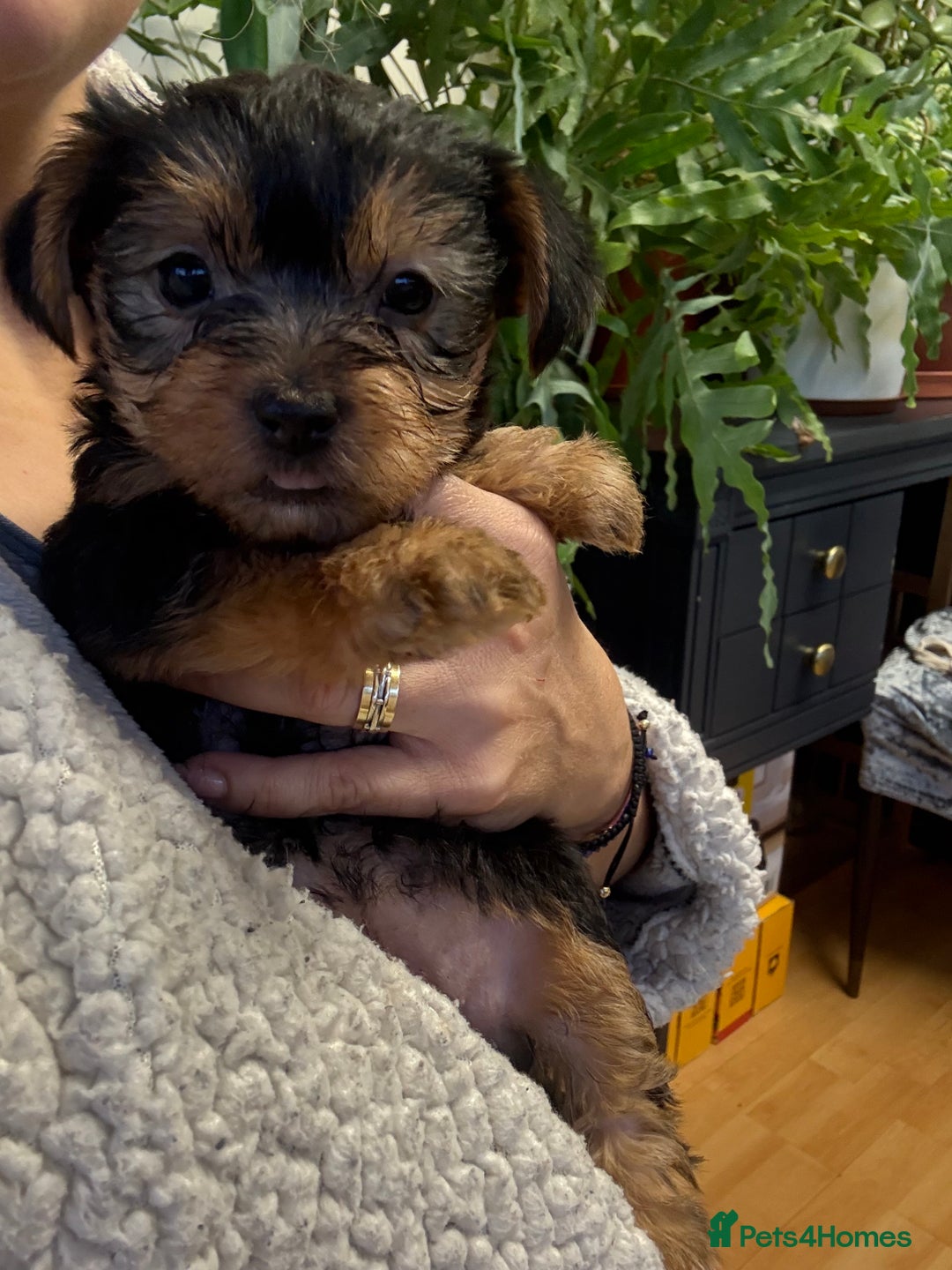 Yorkshire Terrier dogs for sale: Yorkshire Terrier  - Advert 17