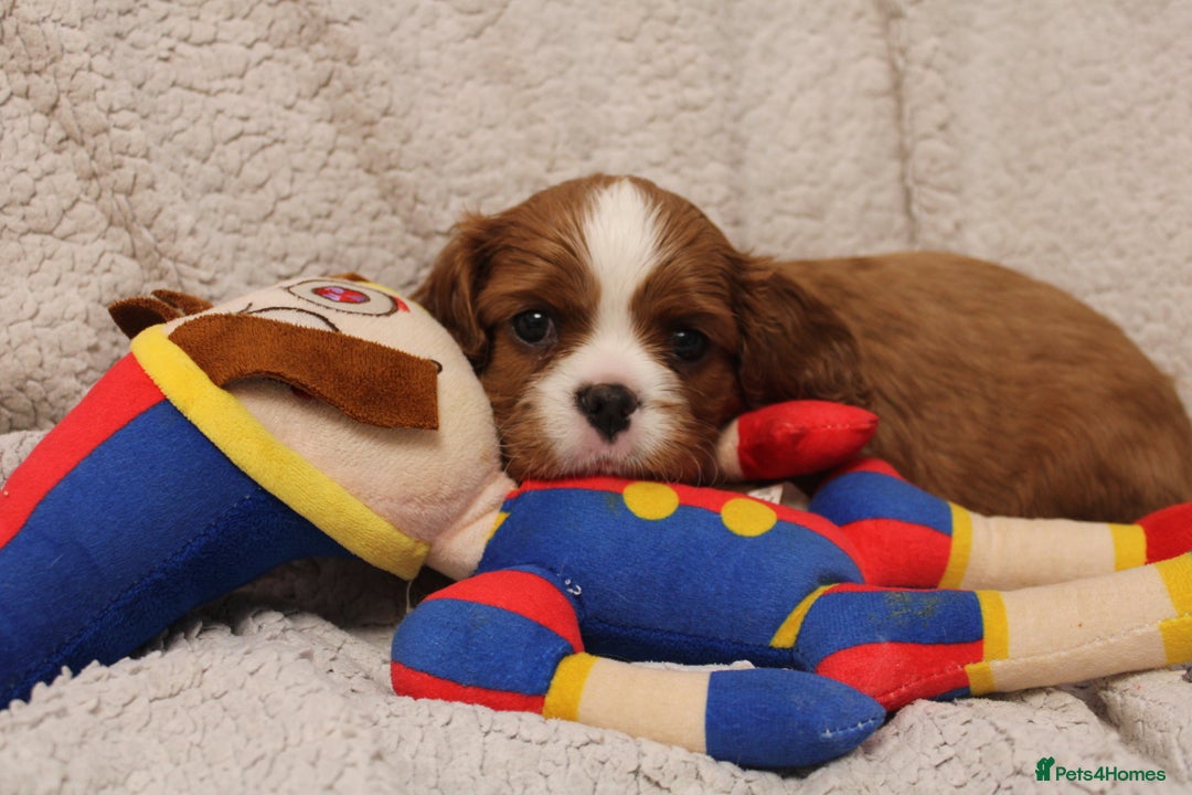 Cavalier King Charles Spaniel dogs for sale: Beautiful Cavalier king charles spaniel puppies - Image 15